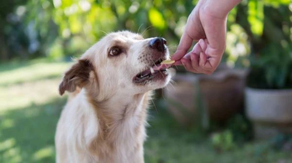 Thane to Launch Pet Crematoriums and Mobile Vet Clinics Soon